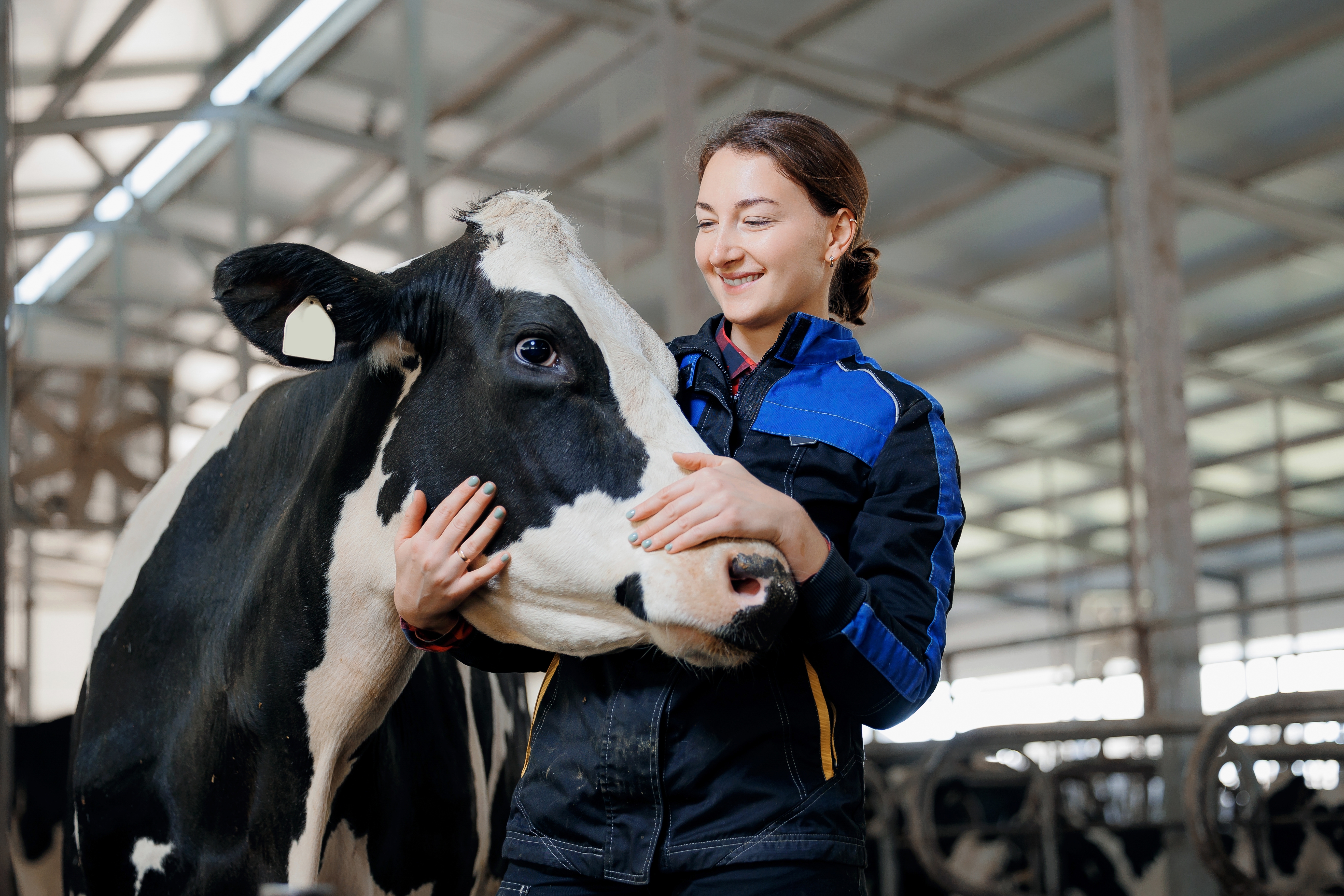 Dairy cattle and livestock farm